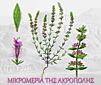 Μικρομέρια της Ακρόπολης / Micromeria acropolitana 1906 – 2026